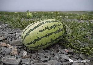 南昌网红吃瓜,揭秘城市美食圈的热辣故事