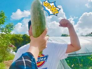 吃瓜小网红,揭秘娱乐圈幕后故事