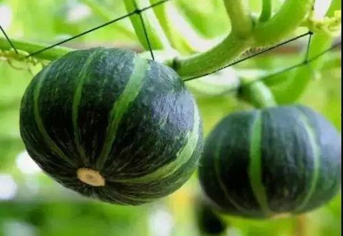 网红吃瓜推特号是什么,揭秘娱乐圈幕后真相！”