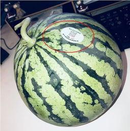 彩虹吃瓜的其他网红叫什么,盘点那些与彩虹吃瓜齐名的热门网红