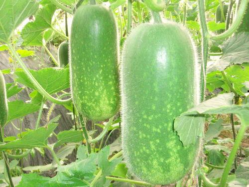 网红肖喆吃瓜图片大全,揭秘娱乐圈幕后故事