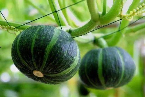 网红肖喆吃瓜图片大全,揭秘娱乐圈幕后故事