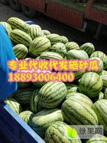 甘肃陇南网红吃瓜视频,揭秘当地特色美食与风土人情