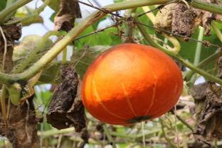 吃瓜网官网验证