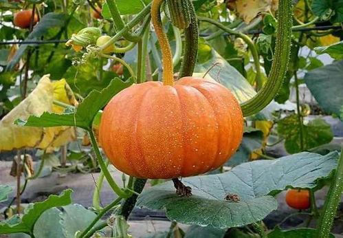 吃瓜网怎么用不了,揭秘原因及解决方案”