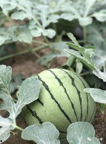 网红吃瓜最新进展如何,真相大白，反转再反转