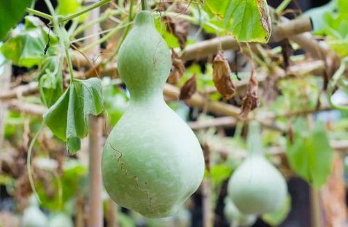 网红吃葫芦瓜视频大全集