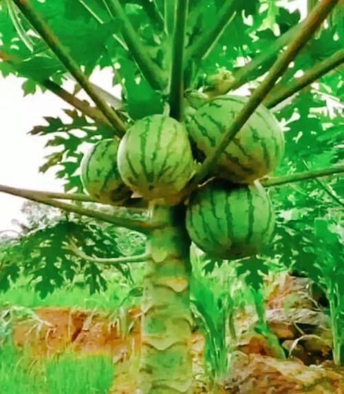 网红带货真相百姓吃瓜视频