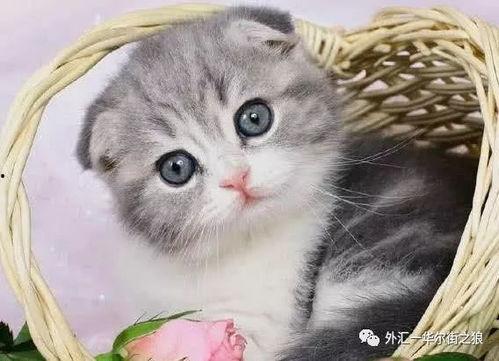 网红小猫吃瓜视频,萌态百出引网友热议