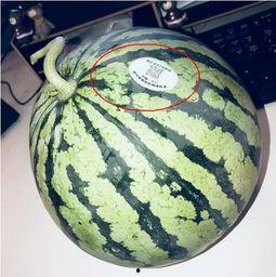 各大国网红吃瓜