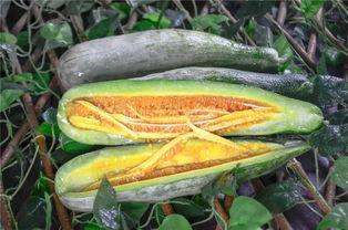 吃瓜视频的网红,揭秘吃瓜视频网红的爆红之路  第1张