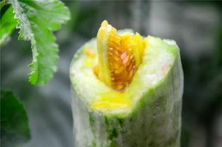 吃瓜视频的网红,揭秘吃瓜视频网红的爆红之路  第2张