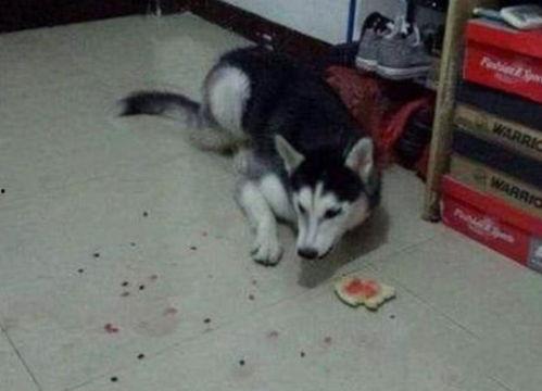 二哈吃瓜劝架百度网盘