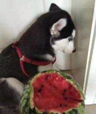 二哈吃瓜劝架百度网盘 第2张 二哈吃瓜劝架百度网盘 第2张