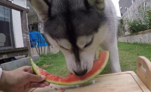 二哈吃瓜劝架百度网盘 第3张 二哈吃瓜劝架百度网盘 第3张