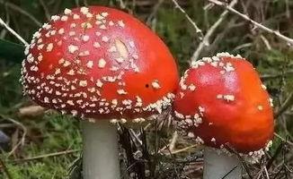 吃瓜官网黑料蘑菇视频  第2张