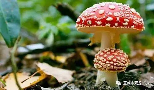 吃瓜官网黑料蘑菇视频  第3张