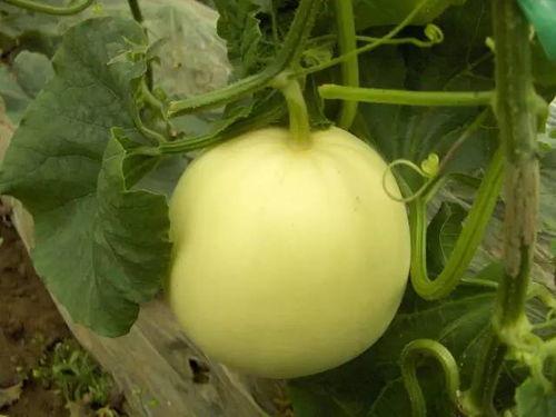 甘肃康县网红吃瓜事件  第2张