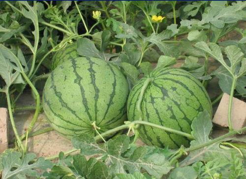 和县网红吃瓜事件