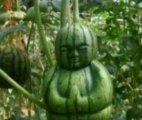 凉山吃瓜网红事件真相  第2张