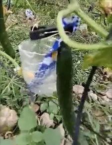 凉山吃瓜网红事件真相  第3张