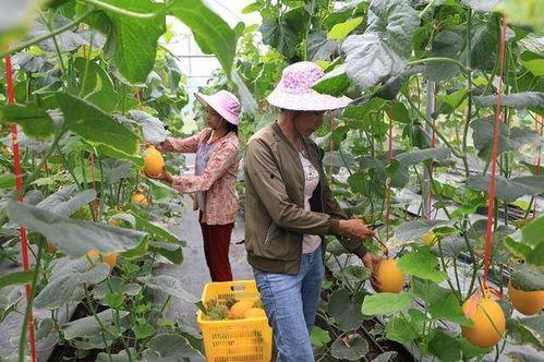 香港的网红吃瓜,揭秘娱乐圈最新“瓜田”风云  第1张