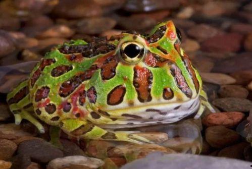 网红青蛙吃瓜让买东西,带你领略直播购物新风尚  第3张