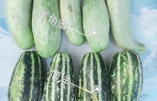 网红有什么瓜吃的,揭秘热门事件背后的那些“瓜”  第2张