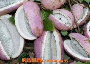 凯里网红吃八月瓜的店,凯里特色美食——八月瓜吃法大揭秘