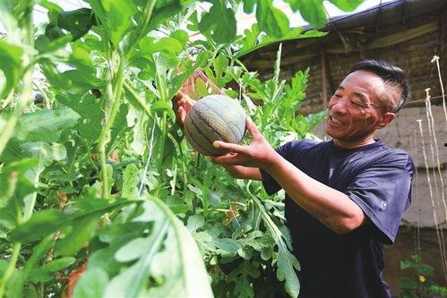 吃瓜事件网红楠楠,吃瓜事件背后的真相与反思  第3张