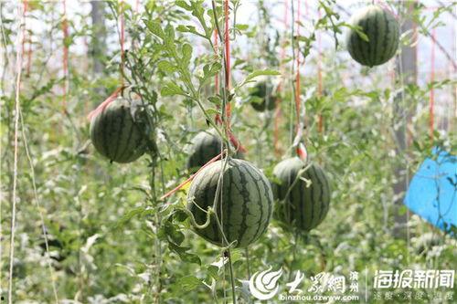 昆明网红吃瓜事件视频  第2张